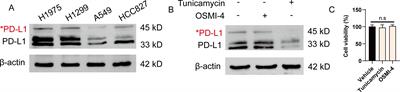 Ginsenoside Rg3 targets glycosylation of PD-L1 to enhance anti-tumor immunity in non-small cell lung cancer